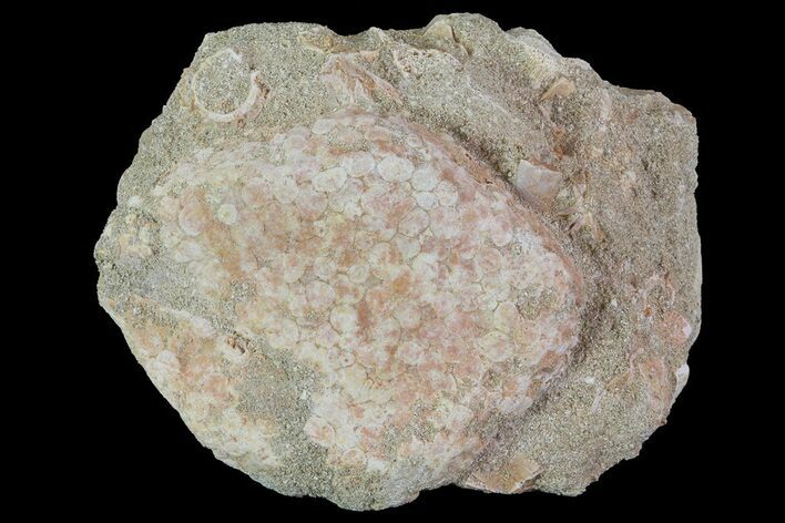Fossil Fish (Eodiaphyodus) Tooth Plate - Cretaceous #68798